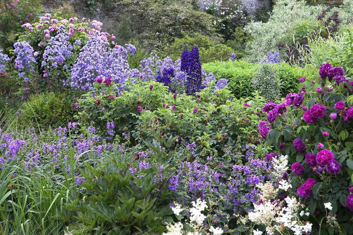 Borderpakket Engelse Rozen (2 M²) 3 Borderpakket Engelse Rozen (2 M²)