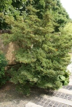 Pronkklokje (Enkianthus Campanulatus) -PlantenPracht Winkel enkianthus campanulatus 2