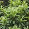 Japanse Mispel (Eriobotrya Japonica) -PlantenPracht Winkel eriobotrya japonica