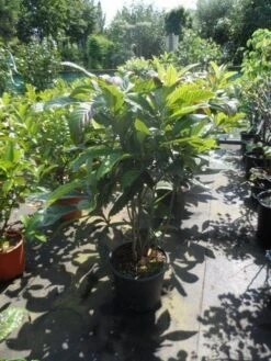 Japanse Mispel (Eriobotrya Japonica) -PlantenPracht Winkel eriobotrya japonica 80 100 125 c35 1