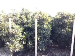 Japanse Mispel (Eriobotrya Japonica 'Coppertone') -PlantenPracht Winkel eriobotryacoppertone 1