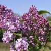 Sering (Syringa Vulgaris Hyacinthiflora 'Esther Staley') -PlantenPracht Winkel esther staley