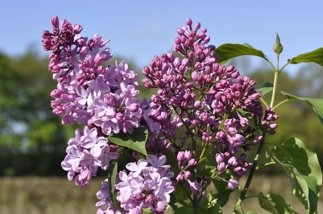 Sering (Syringa Vulgaris Hyacinthiflora 'Esther Staley') 3 Sering (Syringa Vulgaris Hyacinthiflora 'Esther Staley')