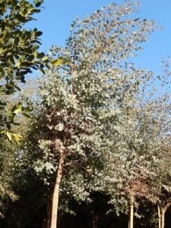 Eucalyptus Als Boom (Eucalyptus Gunnii) -PlantenPracht Winkel eucalypthus gunii 10 12 2