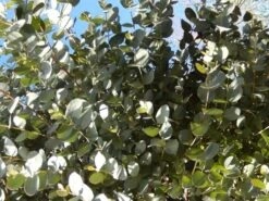 Eucalyptus Als Boom (Eucalyptus Gunnii) -PlantenPracht Winkel eucalyptus gunni 1