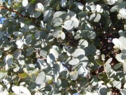 Eucalyptus Als Boom (Eucalyptus Gunnii) -PlantenPracht Winkel eucalyptus gunnii 1