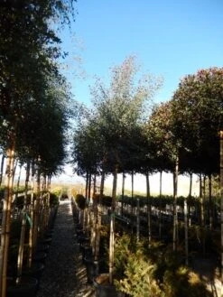 Eucalyptus Als Boom (Eucalyptus Gunnii) -PlantenPracht Winkel eucalyptus gunnii 12 14 2