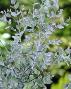 Eucalyptus Als Boom (Eucalyptus Gunnii) -PlantenPracht Winkel eucalyptus gunnii 2