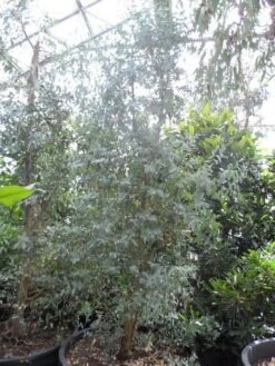 Winterharde Gomboom (Eucalyptus Gunnii) 12 Winterharde Gomboom (Eucalyptus Gunnii) -PlantenPracht Winkel eucalyptus gunnii struikvorm c500 1