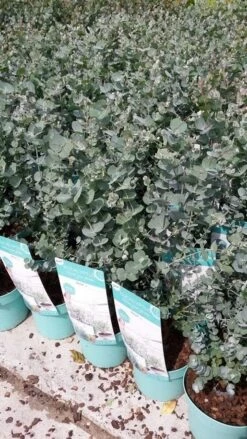 Winterharde Eucalyptus (Eucalyptus Gunnii 'Azura') -PlantenPracht Winkel eucalyptusazura02