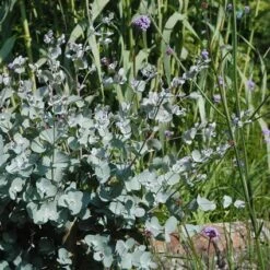 Eucalyptus Als Boom (Eucalyptus Gunnii) -PlantenPracht Winkel eugunnii 8 1