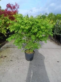 Kardinaalshoed (Euonymus Alatus) -PlantenPracht Winkel euonymus alatus