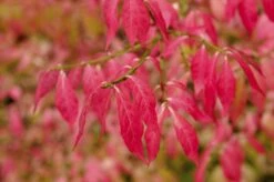 Kardinaalshoed (Euonymus Alatus) -PlantenPracht Winkel euonymus alatus 2 1