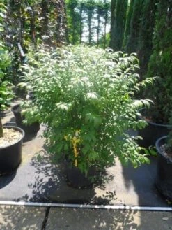 Kardinaalshoed (Euonymus Alatus 'Compactus') 21 Kardinaalshoed (Euonymus Alatus 'Compactus') -PlantenPracht Winkel euonymus alatus compactus 80 100 c18