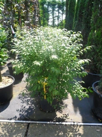 Kardinaalshoed (Euonymus Alatus 'Compactus') 11 Kardinaalshoed (Euonymus Alatus 'Compactus') - Afbeelding 9