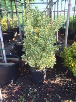 Kardinaalshoed (Euonymus Japonicus 'Bravo') 12 Kardinaalshoed (Euonymus Japonicus 'Bravo') -PlantenPracht Winkel euonymus japonica bravo 80100