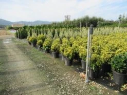 Kardinaalshoed Als Bol (Euonymus Japonicus 'Aureus') -PlantenPracht Winkel euonymus japonicus aureus 1 1