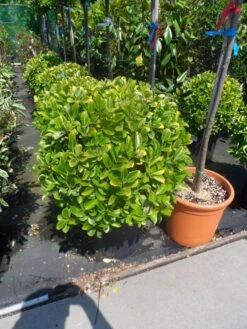 Kardinaalshoed Als Meeneemhaag (Euonymus Japonicus 'Aureus) -PlantenPracht Winkel euonymus japonicus aureus bol 40 50 60 1