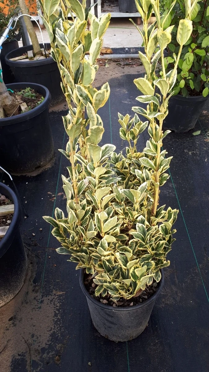 Kardinaalshoed (Euonymus Japonicus 'Bravo') 8 Kardinaalshoed (Euonymus Japonicus 'Bravo') - Afbeelding 6