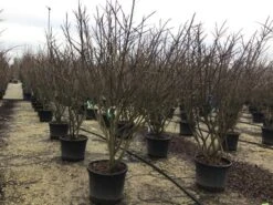 Meerstammige Kardinaalshoed (Euonymus Alatus) -PlantenPracht Winkel euonymusalatusmeerstam 1