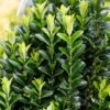 Kardinaalshoed (Euonymus Japonicus 'Green Spire') -PlantenPracht Winkel euonymusjapgreenspirev01 1