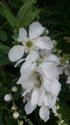 Exochorda (Exochorda Macrantha 'The Bride') -PlantenPracht Winkel exochorda