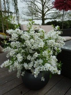 Exochorda (Exochorda Macrantha 'The Bride') -PlantenPracht Winkel exochorda 10