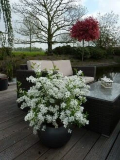 Exochorda (Exochorda Macrantha 'The Bride') -PlantenPracht Winkel exochorda 11