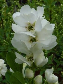 Exochorda (Exochorda Macrantha 'The Bride') -PlantenPracht Winkel exochorda 1 2