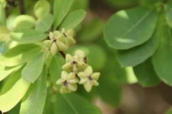 Exochorda (Exochorda Macrantha 'The Bride') -PlantenPracht Winkel exochorda macrantha the bride 1