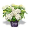 Hortensia Wit (Hydrangea 'Forever&Ever') -PlantenPracht Winkel f e packshot white rgb 1