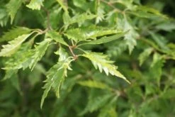 Varenbeuk (Fagus Syvatica 'Asplenifolia' ) -PlantenPracht Winkel fagus syl. aspleniifolia 1 1