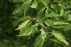 Varenbeuk (Fagus Syvatica 'Asplenifolia' ) -PlantenPracht Winkel fagus syl. aspleniifolia 2 1