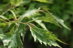 Varenbeuk (Fagus Syvatica 'Asplenifolia' ) -PlantenPracht Winkel fagus syl. aspleniifolia 3