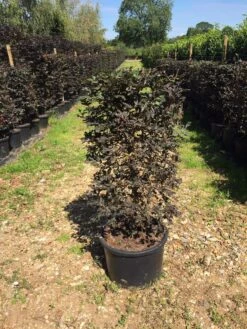 Rode Beukenhaag Als Haagelement (Fagus Sylvatica 'Atropunicea') -PlantenPracht Winkel fagus syl. atropunicea 100x45x45cm pot 1