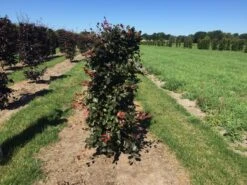 Rode Beukenhaag Als Haagelement (Fagus Sylvatica 'Atropunicea') -PlantenPracht Winkel fagus syl. atropunicea 125 x 50 x 50 cm drkl haagelement 1 1