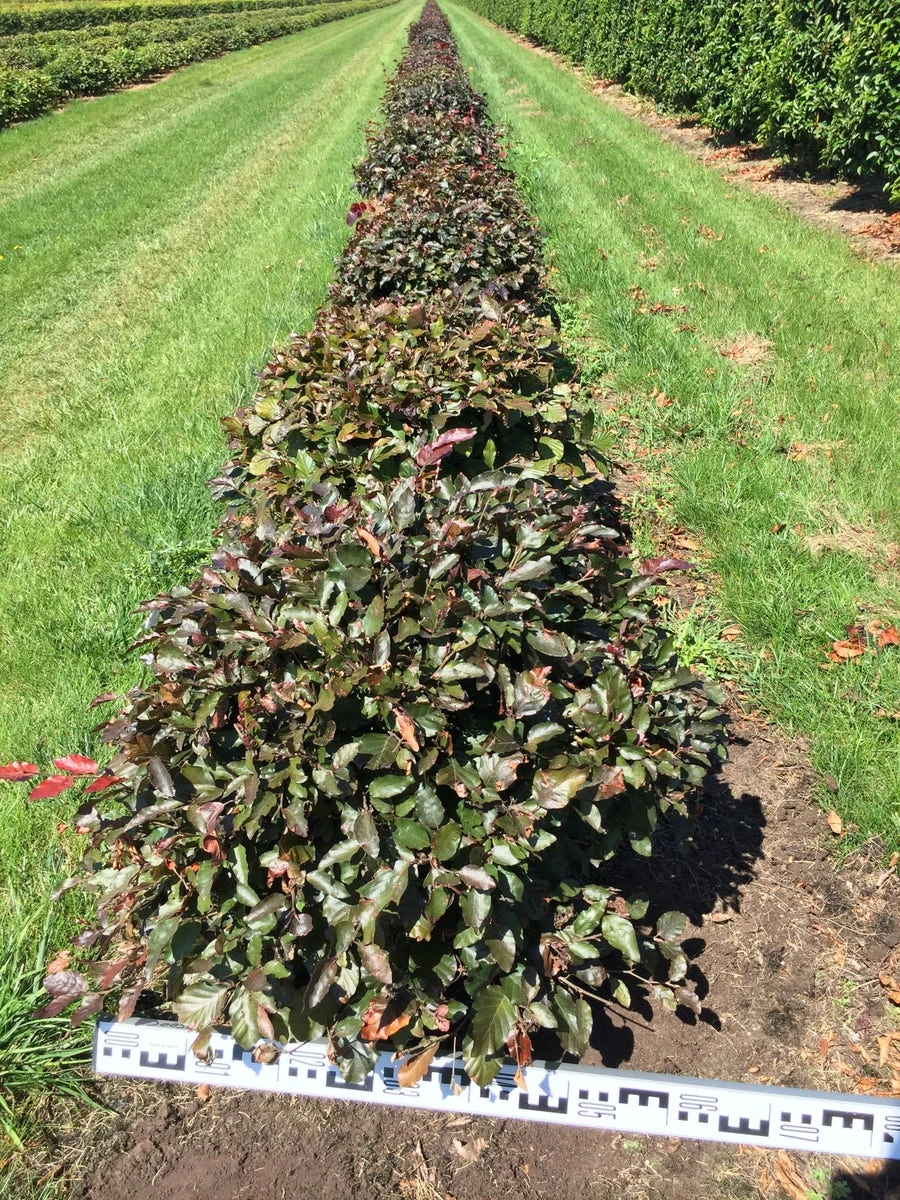Rode Beuk Als Bolvorm (Fagus Sylvatica 'Atropunicea') 5 Rode Beuk Als Bolvorm (Fagus Sylvatica 'Atropunicea') - Afbeelding 3