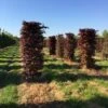 Rode Beukenhaag Als Haagelement (Fagus Sylvatica 'Atropunicea') -PlantenPracht Winkel fagus sylv. atopunicea h225x60x60cm 2
