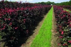 Rode Beukenhaag Als Haagelement (Fagus Sylvatica 'Atropunicea') -PlantenPracht Winkel fagus sylv.atropunicea 1
