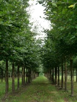 Grote Beuk (Fagus Sylvatica) -PlantenPracht Winkel fagus sylvatica s 25 30