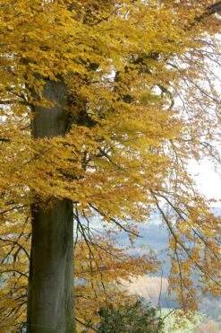 Beukenboom (Fagus Sylvatica) 17 Beukenboom (Fagus Sylvatica) -PlantenPracht Winkel fagus sylvatica02 1