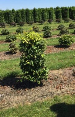 Beukenhaag Als Haagelement (Fagus Sylvatica) -PlantenPracht Winkel fagus sylvatica 100 x 50 x 50 cm drkl haagelement 1