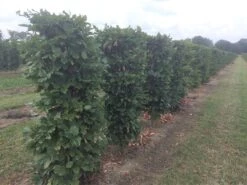 Beukenhaag Als Haagelement (Fagus Sylvatica) -PlantenPracht Winkel fagus sylvatica 120 x 50 x 50 cm drkl haagelement