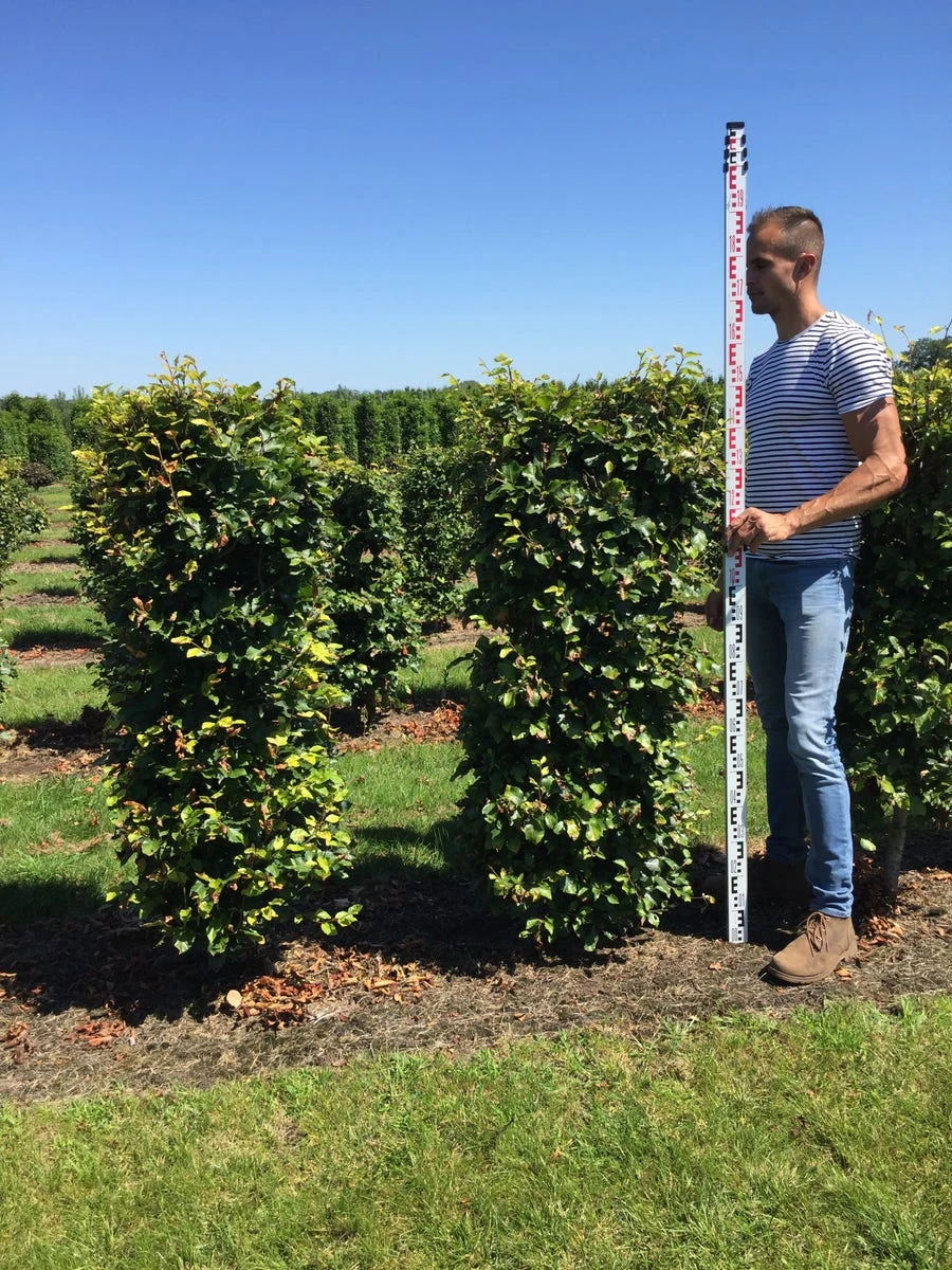Beukenhaag Als Haagelement (Fagus Sylvatica) - Afbeelding 11