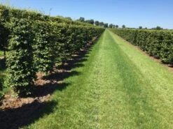 Beukenhaag Als Haagelement (Fagus Sylvatica) -PlantenPracht Winkel fagus sylvatica 180 x 50 x 50 cm drkl haagelement 1 1