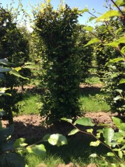 Beukenhaag Als Haagelement (Fagus Sylvatica) -PlantenPracht Winkel fagus sylvatica 200 x 50 x 50 cm drkl haagelement 1