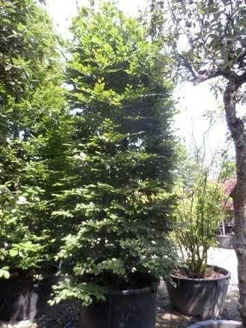 Beukenboom (Fagus Sylvatica) 11 Beukenboom (Fagus Sylvatica) - Afbeelding 9