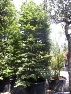 Beukenboom (Fagus Sylvatica) -PlantenPracht Winkel fagus sylvatica 300 350 c500 zuil