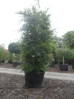 Beukenboom (Fagus Sylvatica) 21 Beukenboom (Fagus Sylvatica) -PlantenPracht Winkel fagus sylvatica 300 350 c750 zuil 1