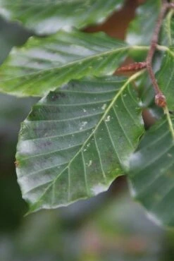 Beukenboom (Fagus Sylvatica) 15 Beukenboom (Fagus Sylvatica) -PlantenPracht Winkel fagus sylvatica 5 1